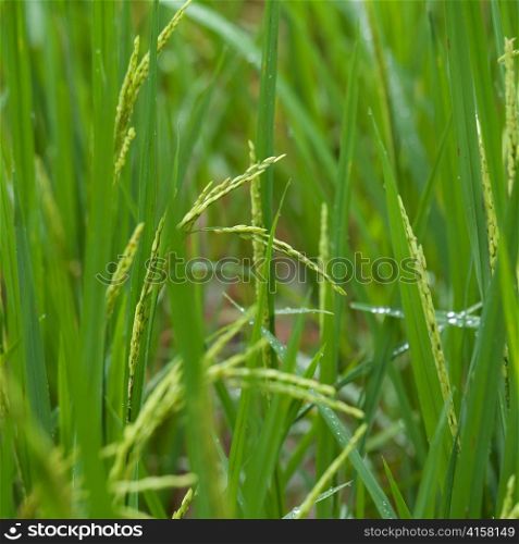 Close-up of rice grains in field, Thailand