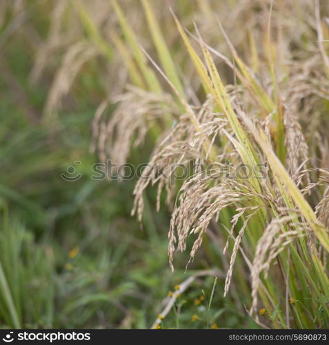 Close up of rice growing in Punakiha District, Bhutan