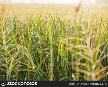 close up of rice plants in rice field with sunlight.