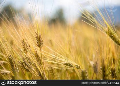 Close up of ripe ears of wheat in autumn