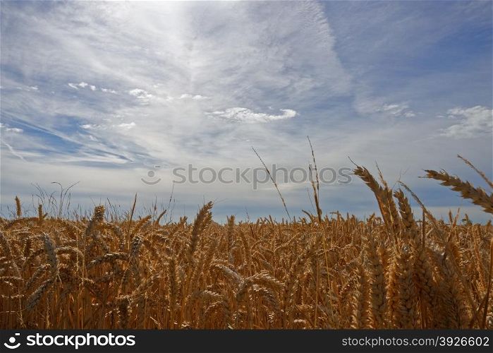 Close up of ripe,golden wheat in a field under a summer sky