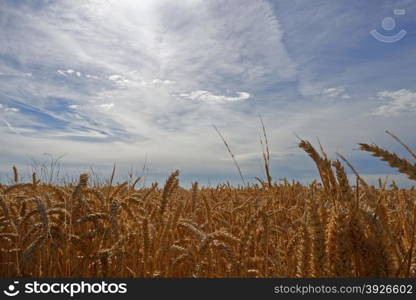 Close up of ripe,golden wheat in a field under a summer sky