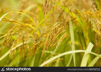 close up of ripe grain in rice field