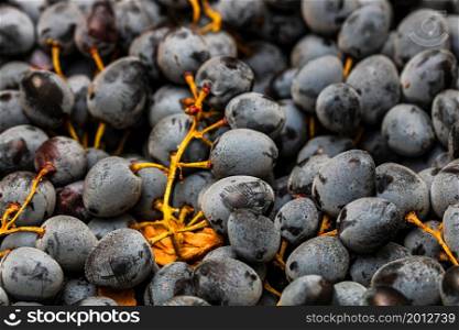 Close up of ripe grapes, background of grapes.