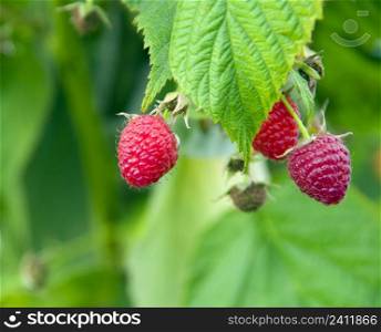 close-up of ripe raspberry in the garden