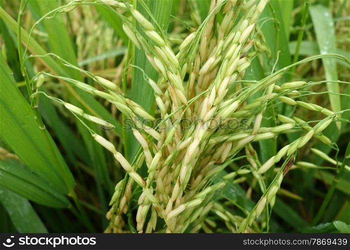 Close up of ripe rice in the paddy . The ripe paddy field is ready for harvest