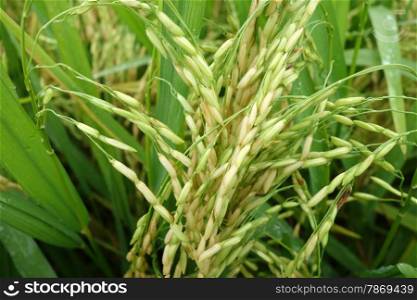 Close up of ripe rice in the paddy . The ripe paddy field is ready for harvest