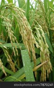 Close up of ripe rice in the paddy. The ripe paddy field is ready for harvest