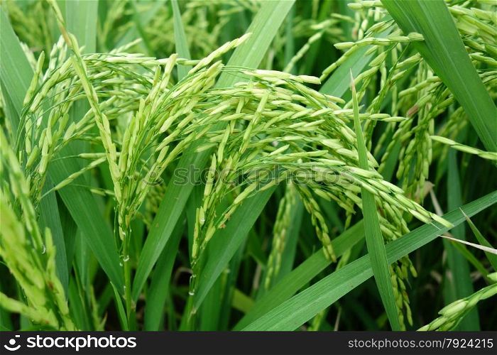 Close up of ripe rice in the paddy. Paddy rice