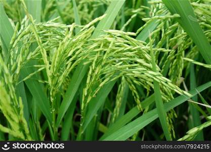 Close up of ripe rice in the paddy. Paddy rice