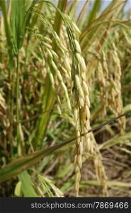 Close up of ripe rice in the paddy. Ripe rice grains in Asia before harvest