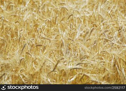 Close-up of ripe wheat crops