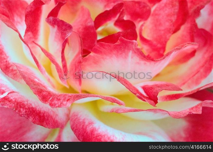 Close-up of Rose