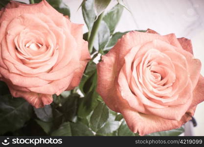 close-up of rose petals