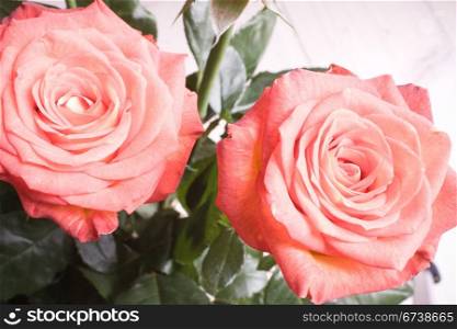close-up of rose petals