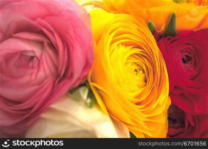 Close-up of roses in a variety of colors