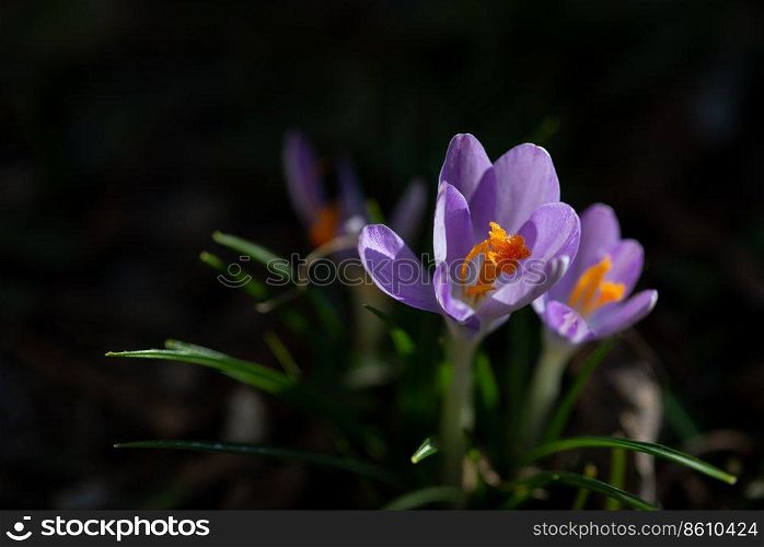 Close up of saffron flowers in a field on natural background. Close up of saffron flowers in a field