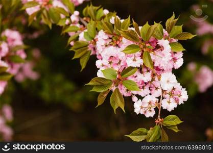 Close up of sakura blooming branch on the tree, pink fragile flowers,. Sakura blossom branch