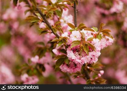 Close up of sakura blooming branch on the tree, pink fragile flowers,. Sakura blossom branch