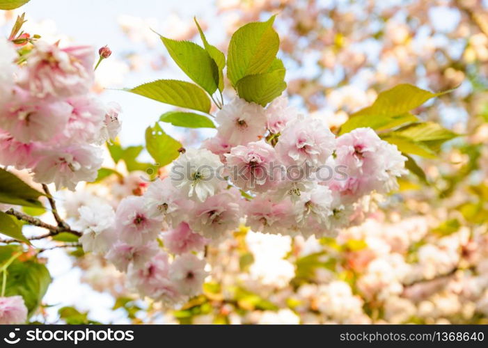 Close up of sakura cherry blossom branch in rays of sunset. Sakura cherry blossom branch in the sunset rays