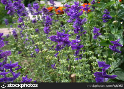 Close up of Salvia viridis (Salvia horminum) in the summer garden