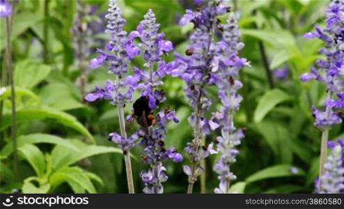 Close up of salvia with a bee