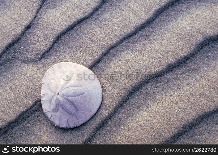 Close up of sand dollar on rippled beach