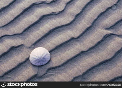 Close up of sand dollar on rippled beach