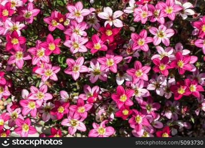 Close up of saxifrage flowers in rockery