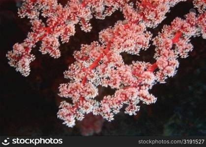 Close-up of Sea Fan underwater, North Sulawesi, Indonesia