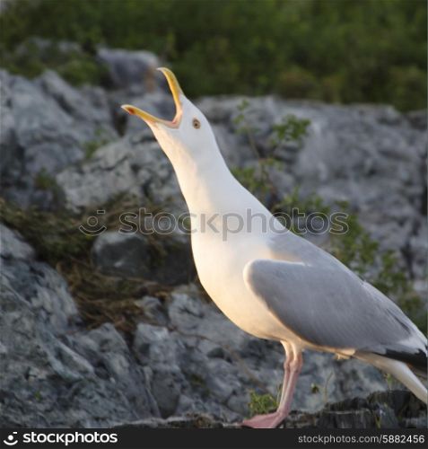 Close-up of seagull with its mouth open, Lake Of The Woods, Ontario, Canada