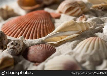 Close-up of seashells on sand