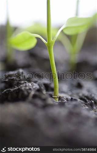 Close up of seedling