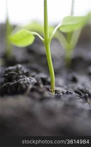 Close up of seedling