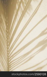 Close-up of shadow of a palm leaf on a wall