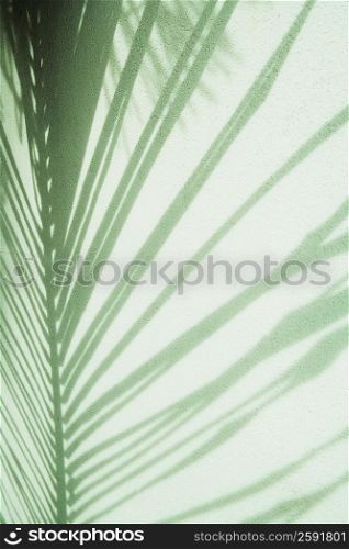 Close-up of shadow of a palm leaf on a wall