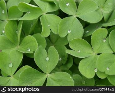 Close up of shamrock clover, symbol of Ireland, with droplets of dew. Shamrock