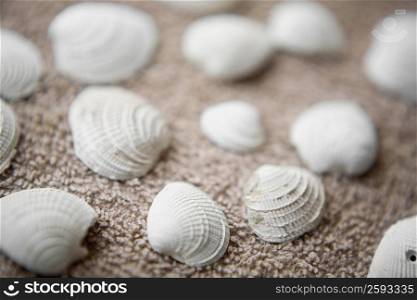 Close-up of shells on sand