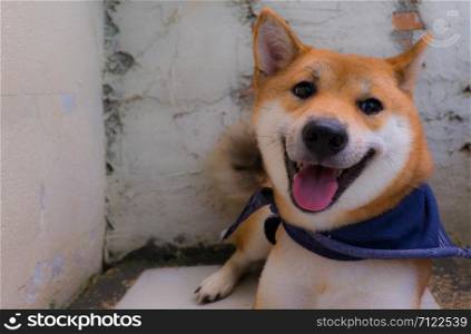 Close up of shiba inu a dog of japan with scarf in blue color, selective focus.