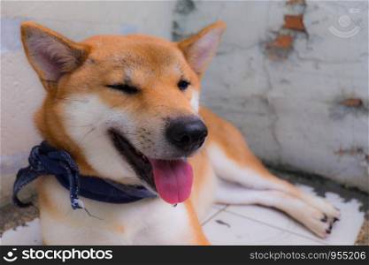Close up of shiba inu a dog of japan with scarf in blue color, selective focus.