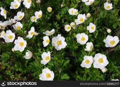 Close up of shiny white snowdrop anemones. From the swedish island Oland.