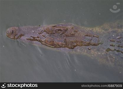 Close up of Siamese Crocodile (Crocodylus siamensis) in Thailand