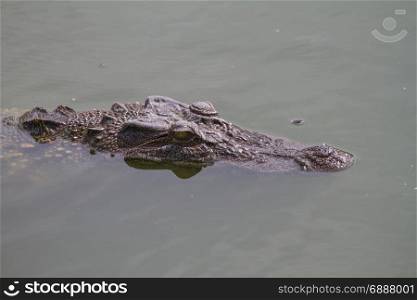 Close up of Siamese Crocodile (Crocodylus siamensis) in Thailand