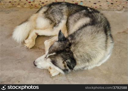 close up of Siberian dog sleeping
