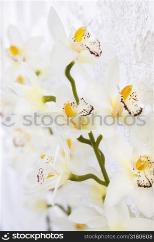 Close up of silk Orchid flowers on stem.