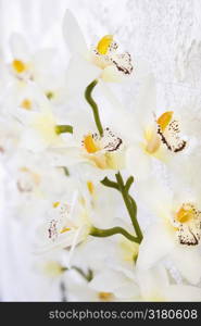 Close up of silk Orchid flowers on stem.