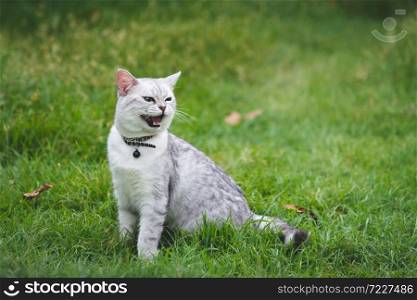 Close up of silver cute cat sitting on green grass