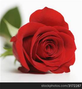 Close-up of single red rose against white background.