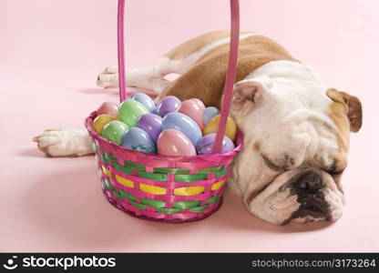 Close-up of sleeping English Bulldog next to Easter basket on pink background.