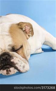 Close-up of sleeping English Bulldog on blue background.